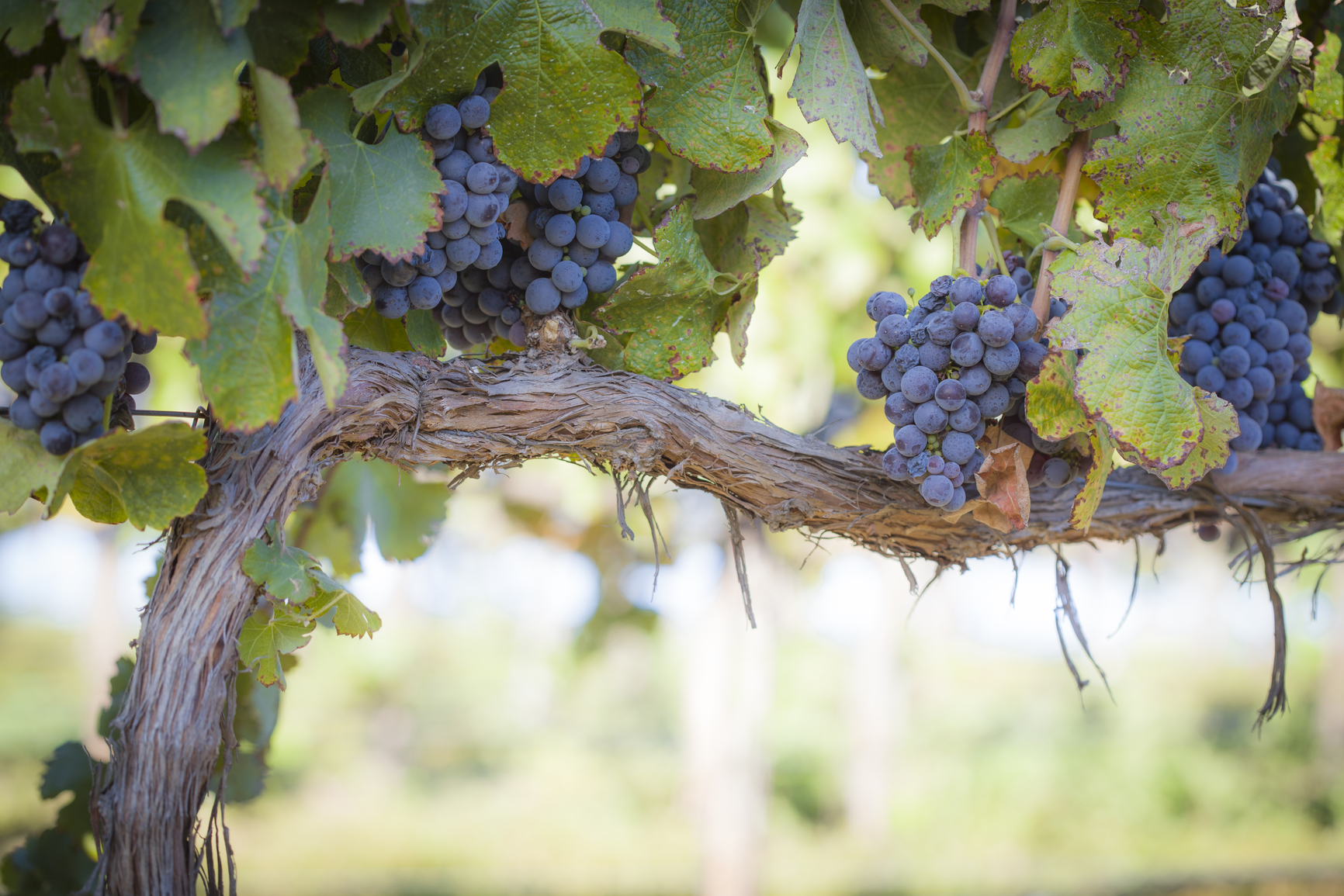 the difference between Pinot Gris and Pinot Grigio