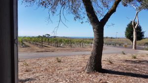 Bellarine Winery Tours - Scotchmans Hill