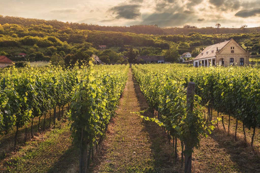 What to Know about a Wine Tour for First-Timers – Our Guide